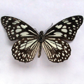 Blue glassy tiger Danais limniace mutina
